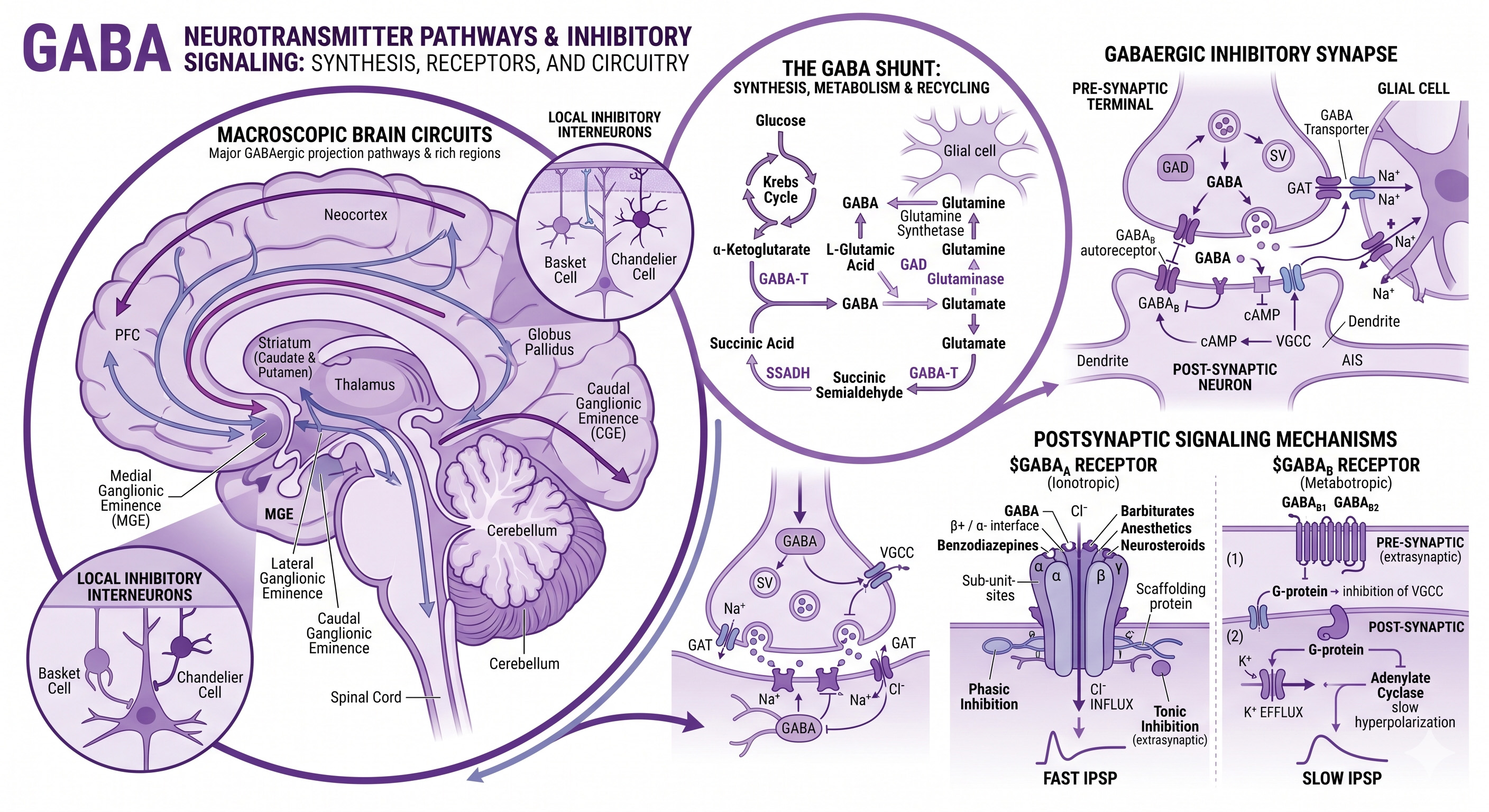 Scientific diagram of GABA neurotransmitter pathways, receptors and inhibitory signaling circuitry in the brain